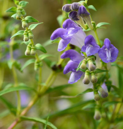 Tarczyca bajkalska (Scutellaria baicalensis)